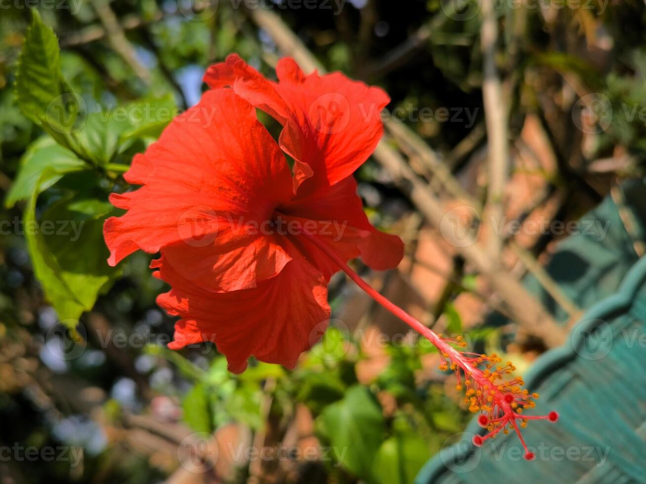 Hibiscus flowers or Hibiscus rosa-sinensis has bright red colour photo