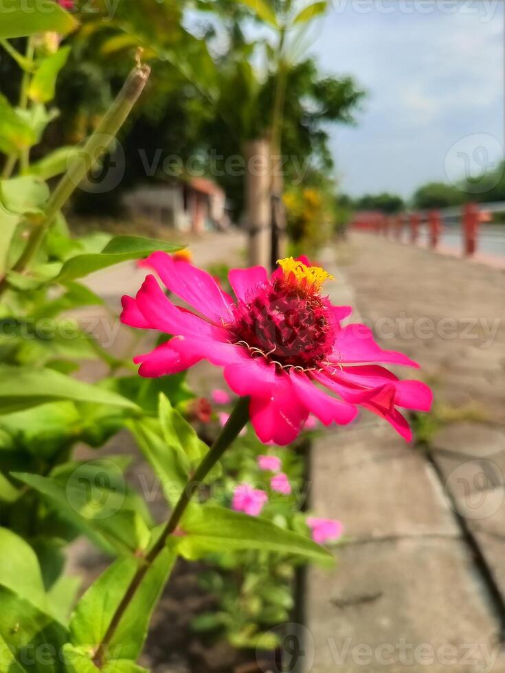 Zinnia flowers are bright dark pink with yellow pistils photo