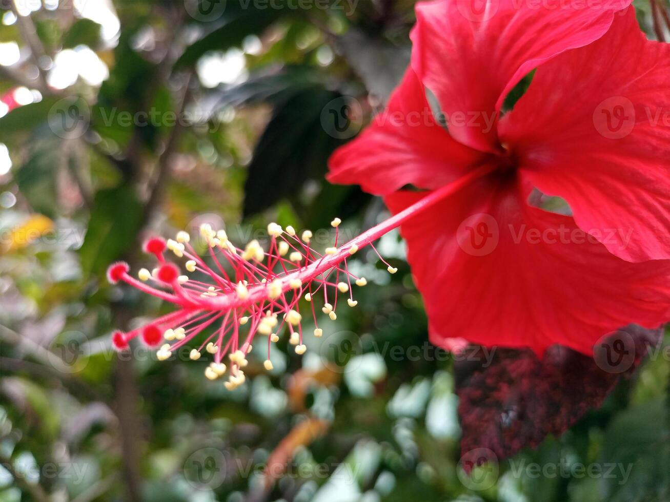 Hibiscus flowers, Hibiscus rosa-sinensis, has bright red colour photo