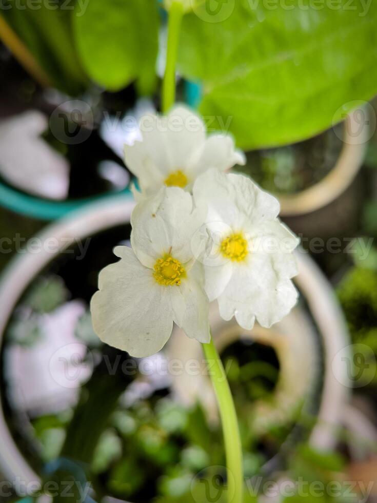 The white flower of Creeping Burhead or Echinodorus photo