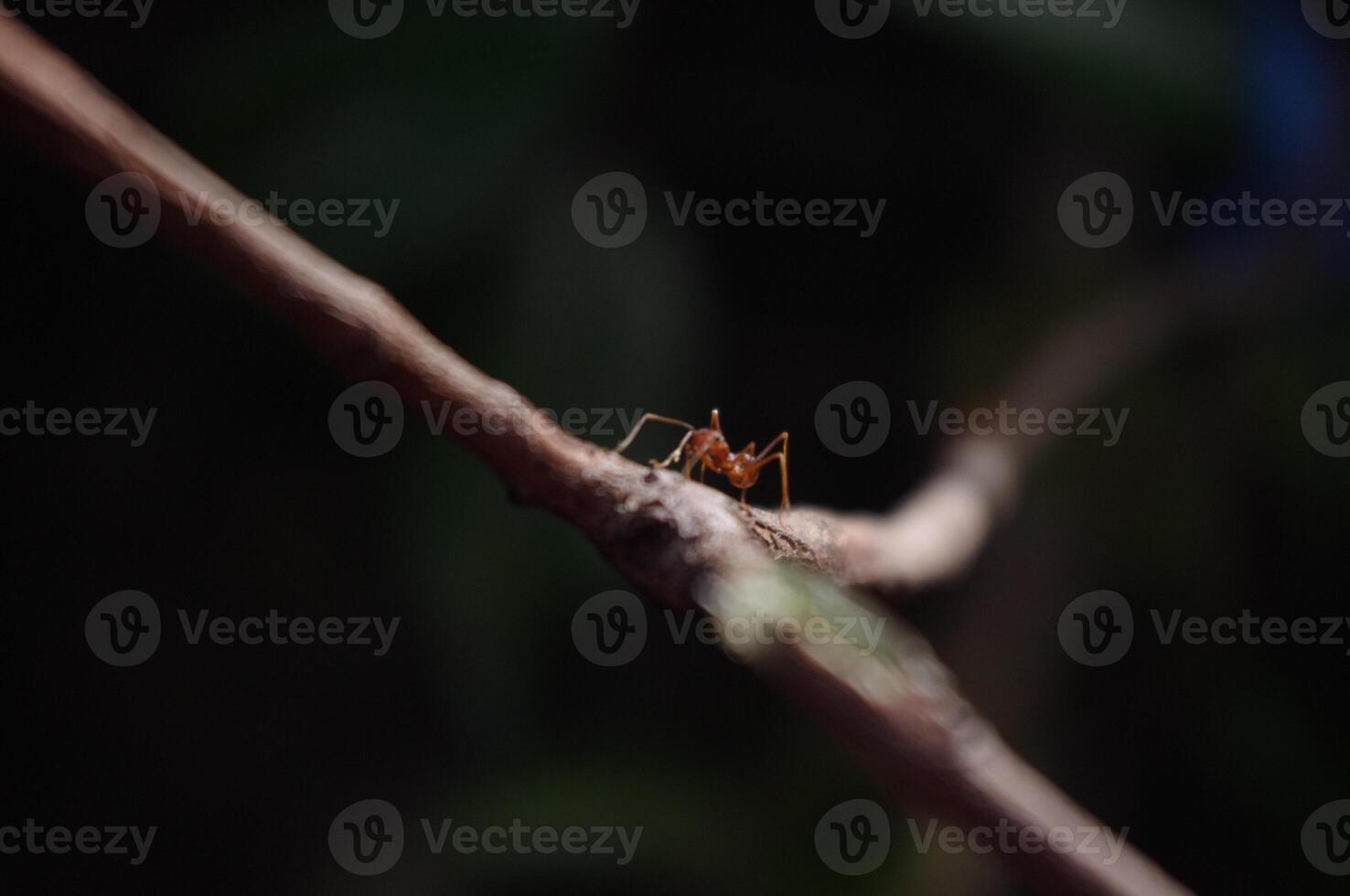 Macro photos of insects with dark background
