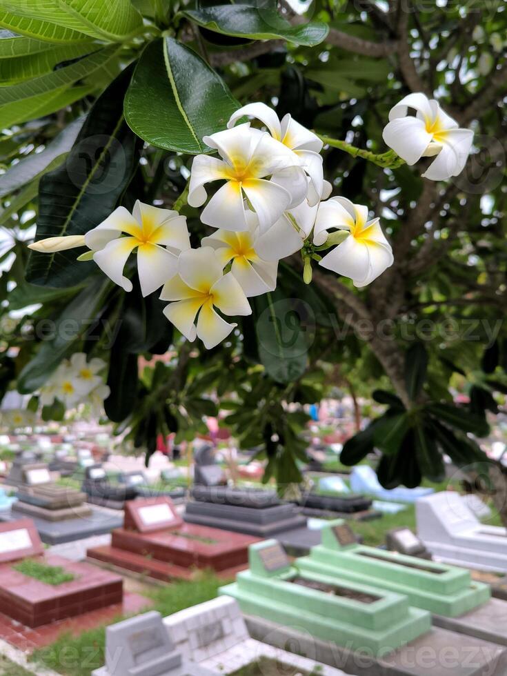 The Semboja Flower or Frangipani or Plumeria rubra is a plant in subtropical or tropical climates and is popularly planted in temples and cemeteries. photo