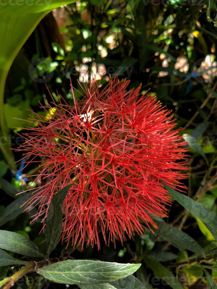 Rambutan flowers or Scadoxus multiflorus are blooming photo