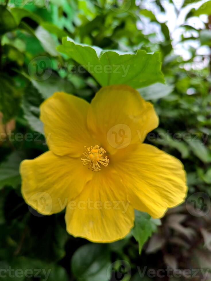 amarillo flor de zapato o hibisco rosa-sinensis es un arbusto desde el malváceas familia ese se origina desde este Asia y es extensamente plantado como un ornamental planta en tropical y subtropical áreas foto