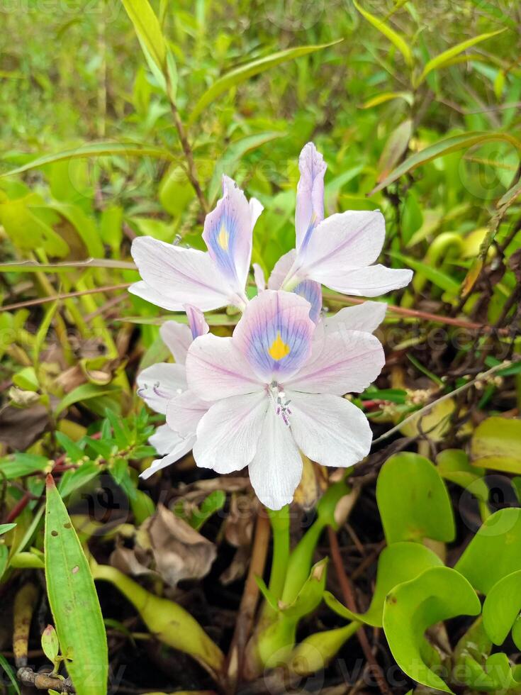 Beautiful Common Water Hyacinth - Eichhornia crassipes, flowers photo