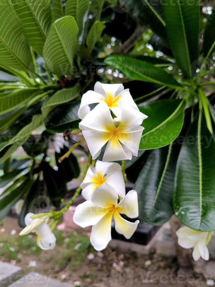 The Semboja Flower or Frangipani or Plumeria rubra is a plant in subtropical or tropical climates and is popularly planted in temples and cemeteries. photo