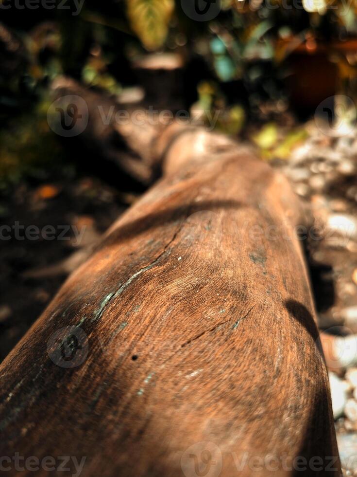 antiguo Iniciar sesión de mango árbol en el jardín foto