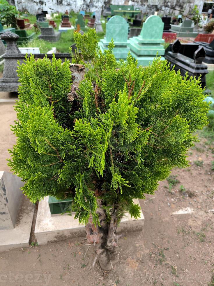 Ornamental cypress tree Chinese juniper, Juniperus chinensis L. photo