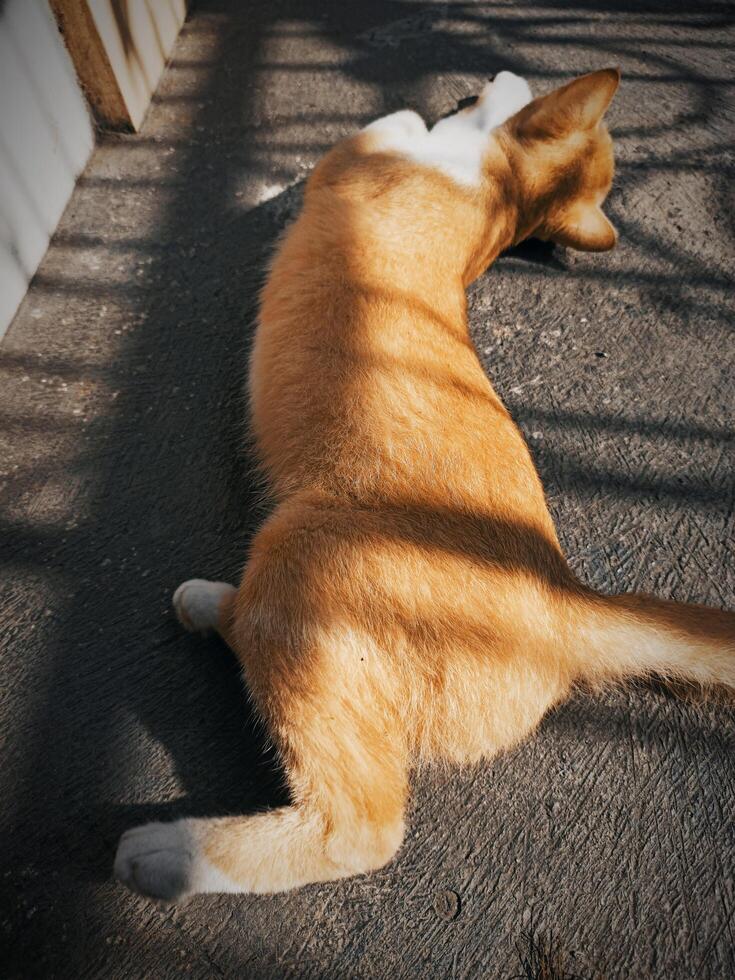 el gato es tomando un siesta foto