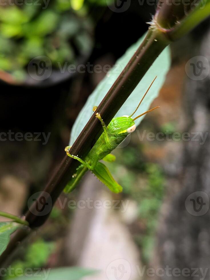 un verde saltamontes aterrizado en un planta vástago foto