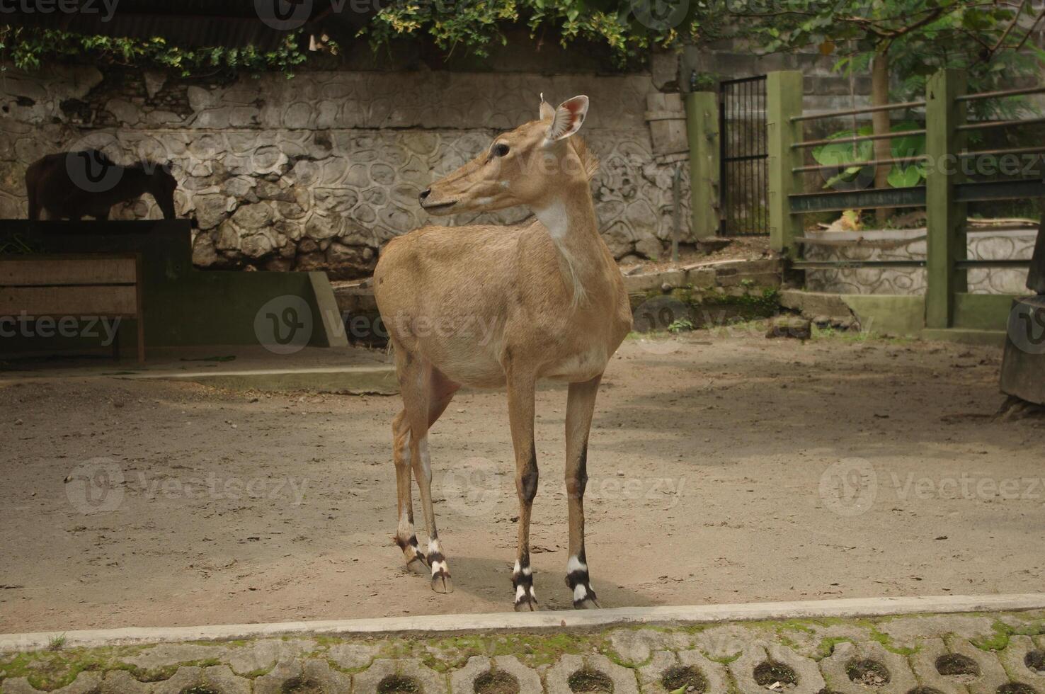 The nilgai or Boselaphus tragocamelus, is the largest species of Asian antelope photo