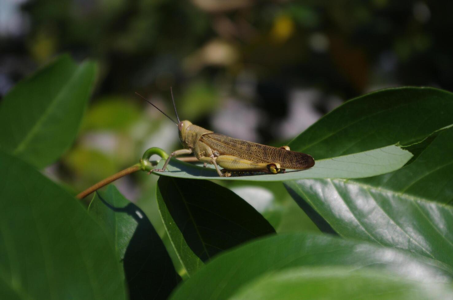 marrón saltamontes, Bombay langosta en verde hoja árbol con natural negro antecedentes foto