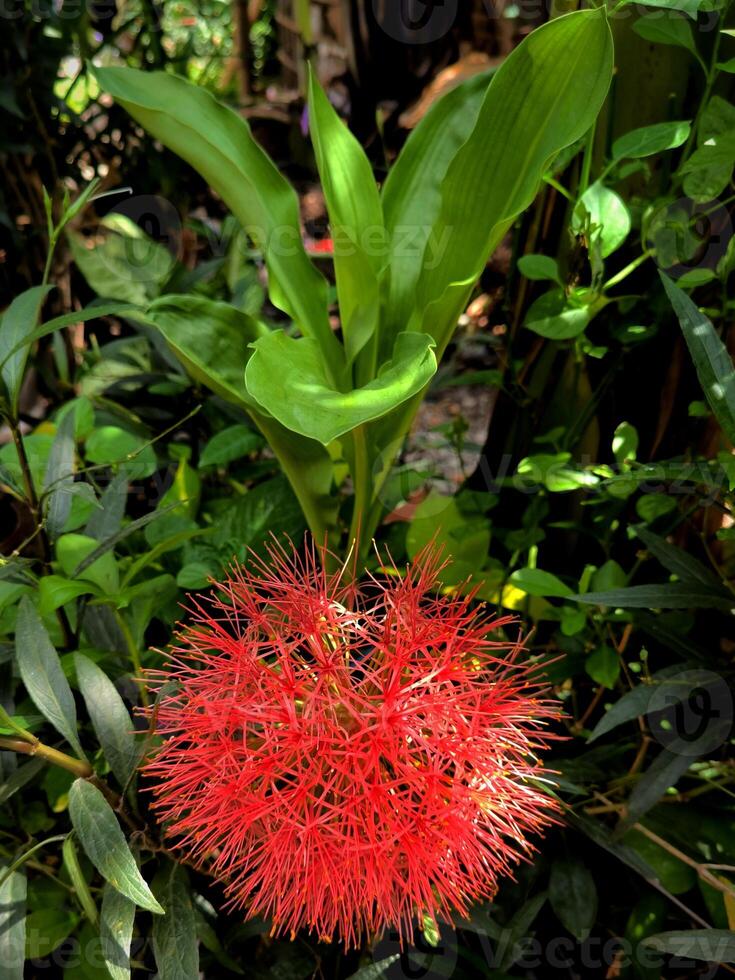 Rambutan flowers or Scadoxus multiflorus are blooming photo