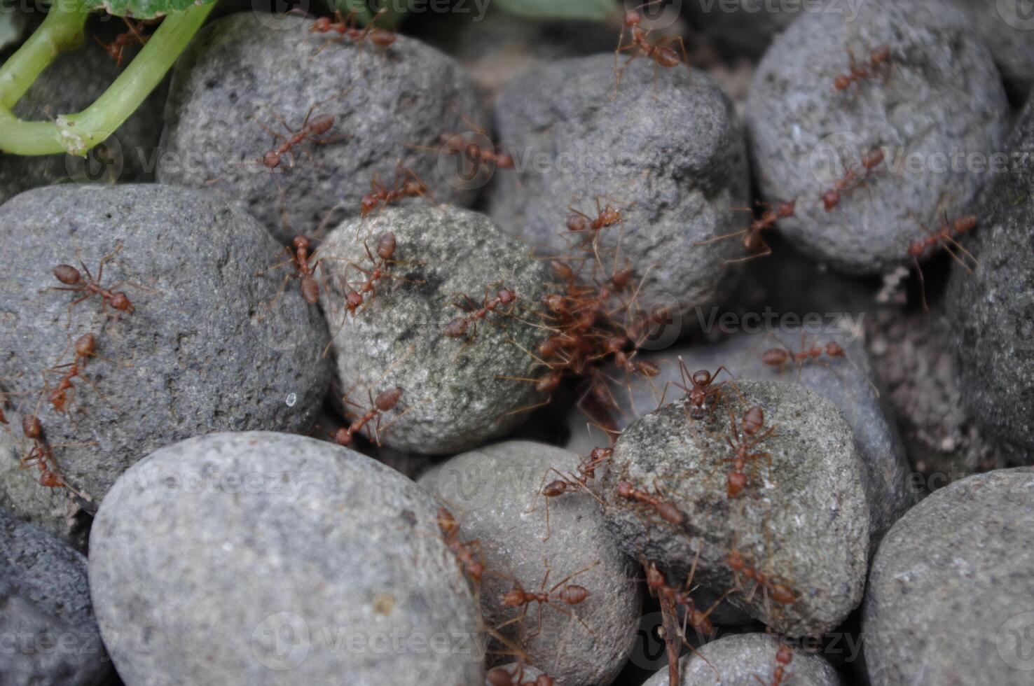 a group of ants clustered on the rocks photo