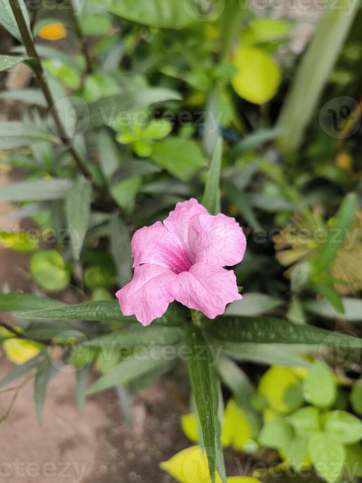 Ruellia tuberosa flowers also known as minnieroot, fever root, snapdragon root and sheep potato. photo