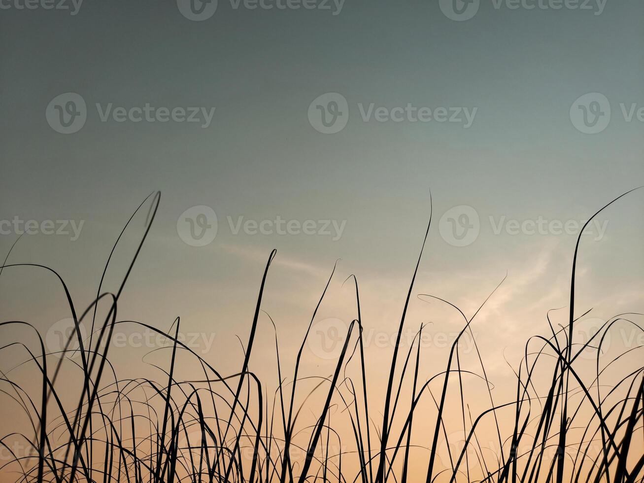 Grass with sky background in the evening at sunset photo