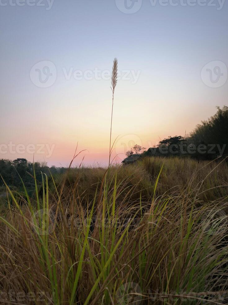 Grass with sky background in the evening at sunset photo