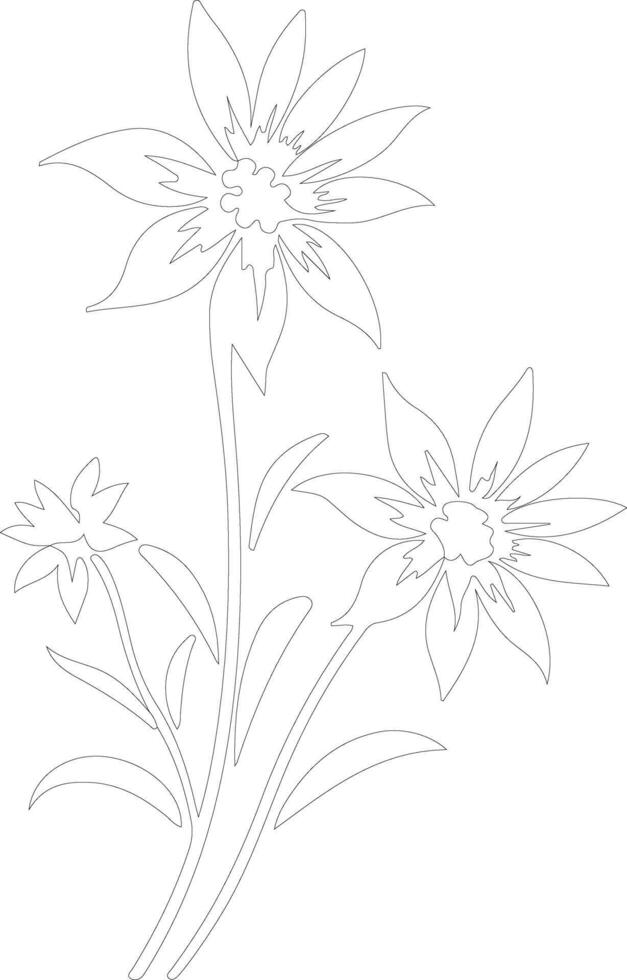 AI generated edelweiss  outline silhouette vector