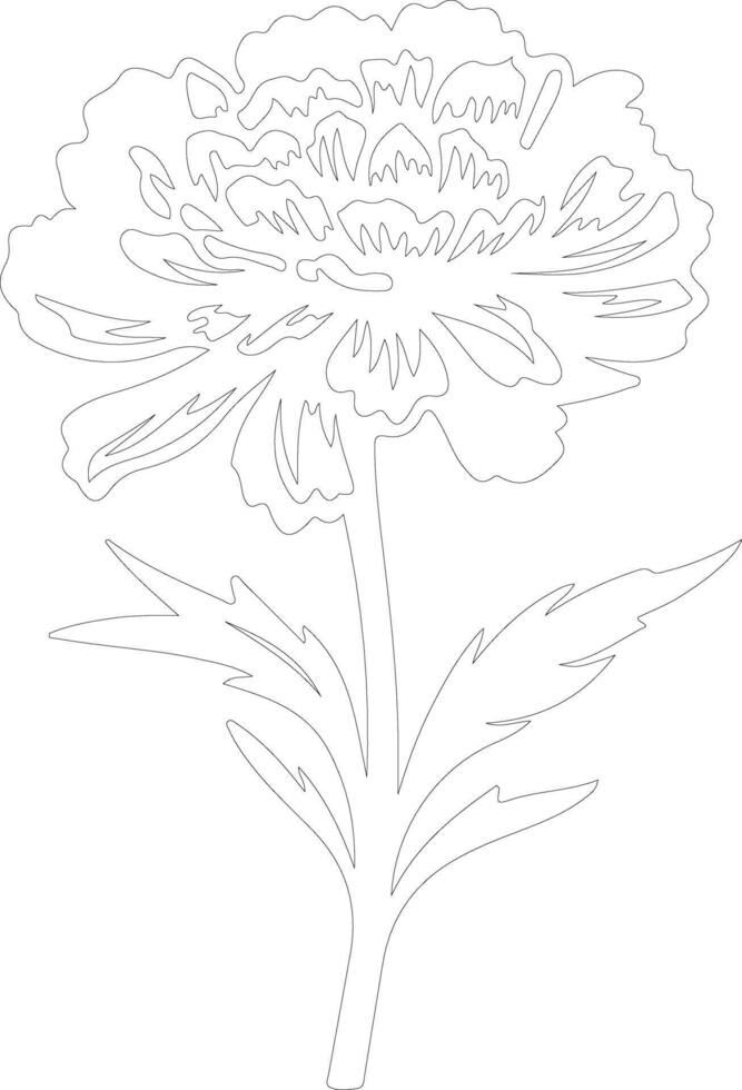AI generated marigold  outline silhouette vector