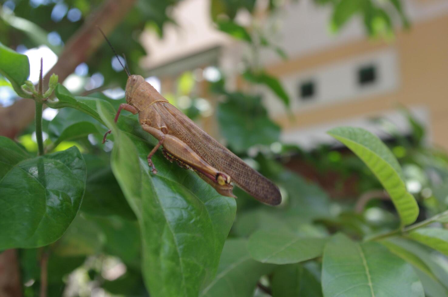 Macro photos of grasshopper pearched on leaves