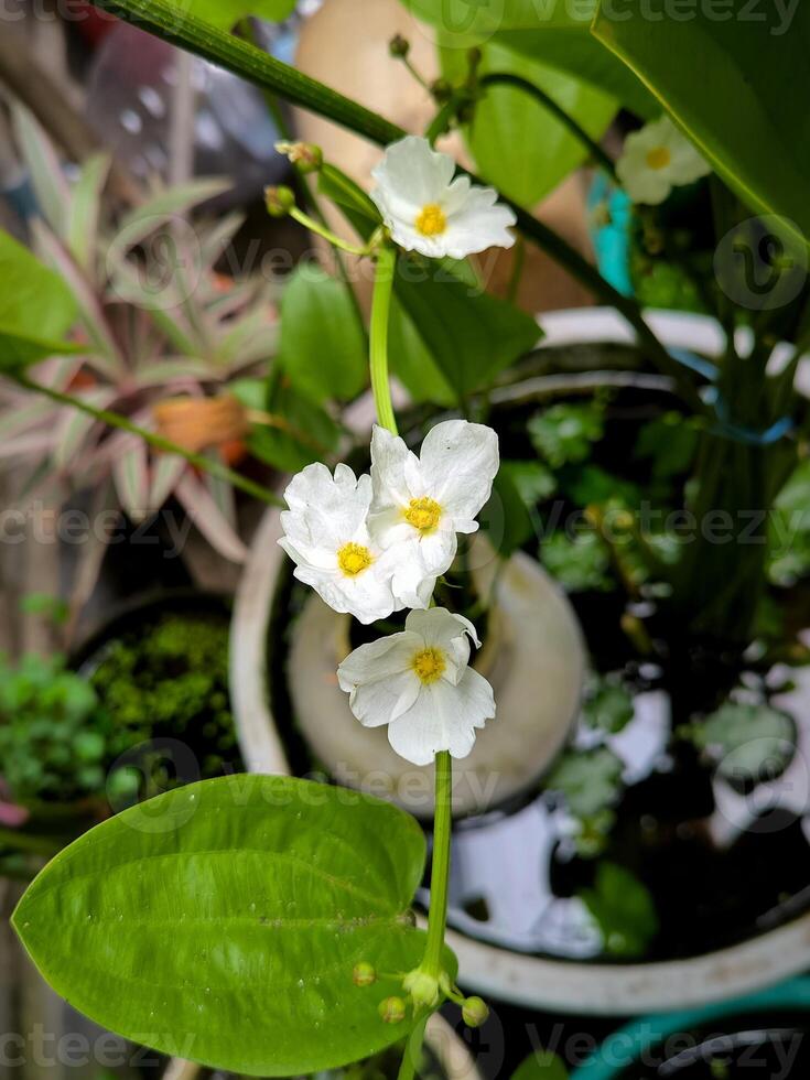 The white flower of Creeping Burhead or Echinodorus photo