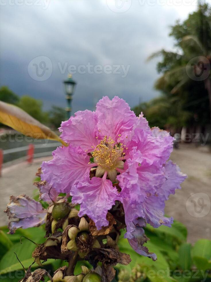 The light purple Pride of India, Lagerstroemia speciosa, flower is blooming photo