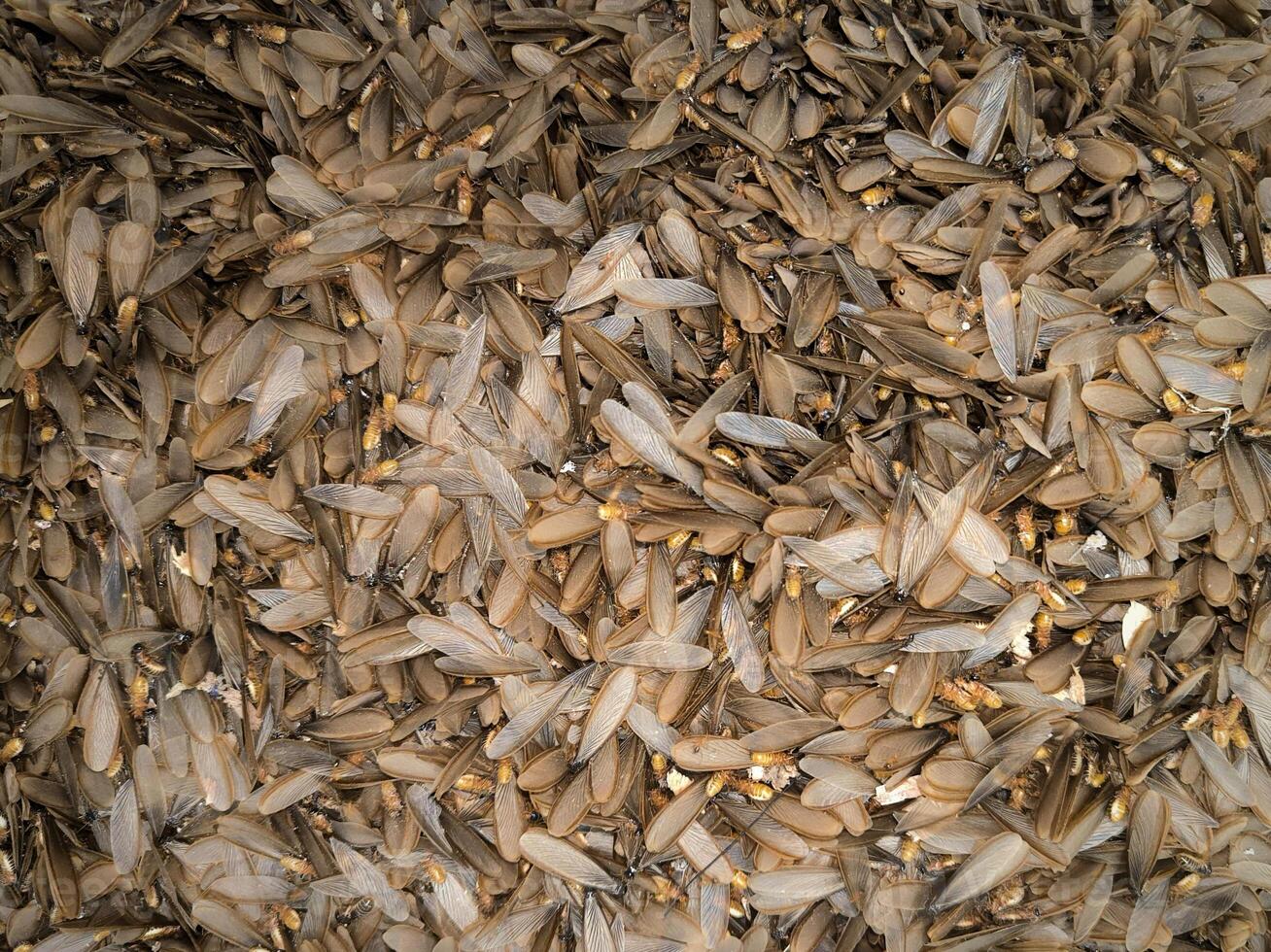 A bounchof dead alates or flying termites that usually appear during the rainy season in tropical areas photo