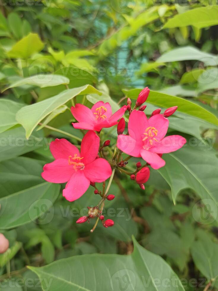 Peregrina flowers or Jatropha integerrima are a type of shrub that is widely used as an ornamental plant. photo