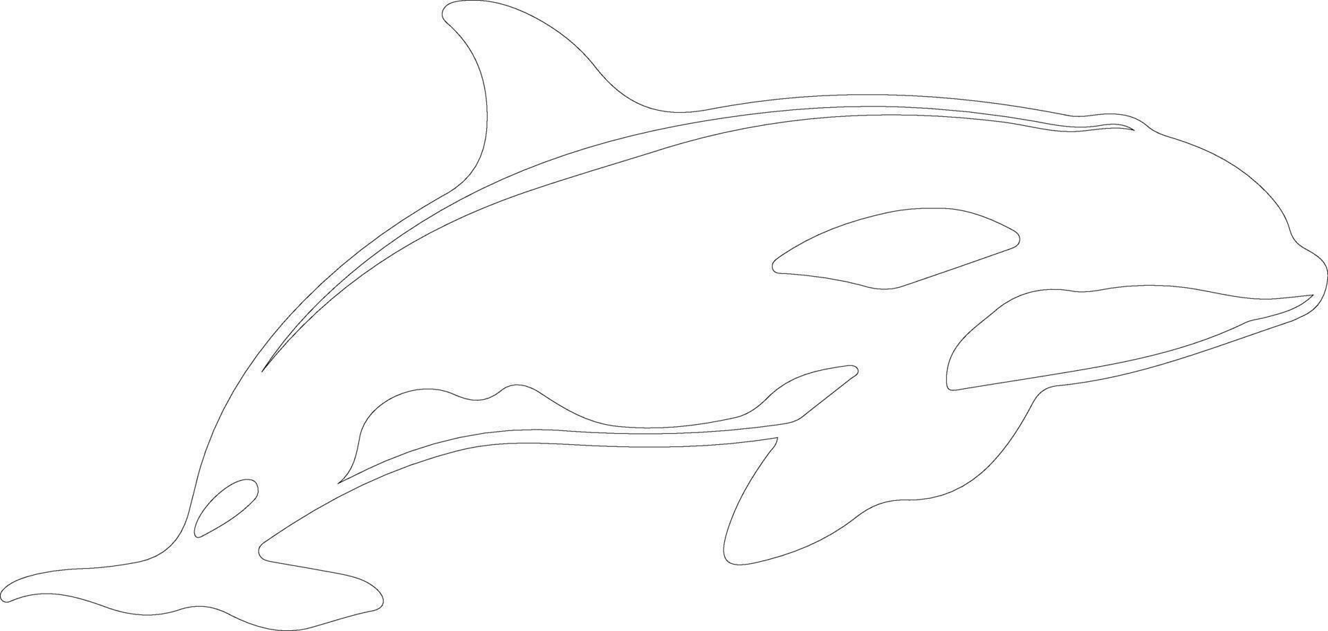 AI generated orca  outline silhouette vector