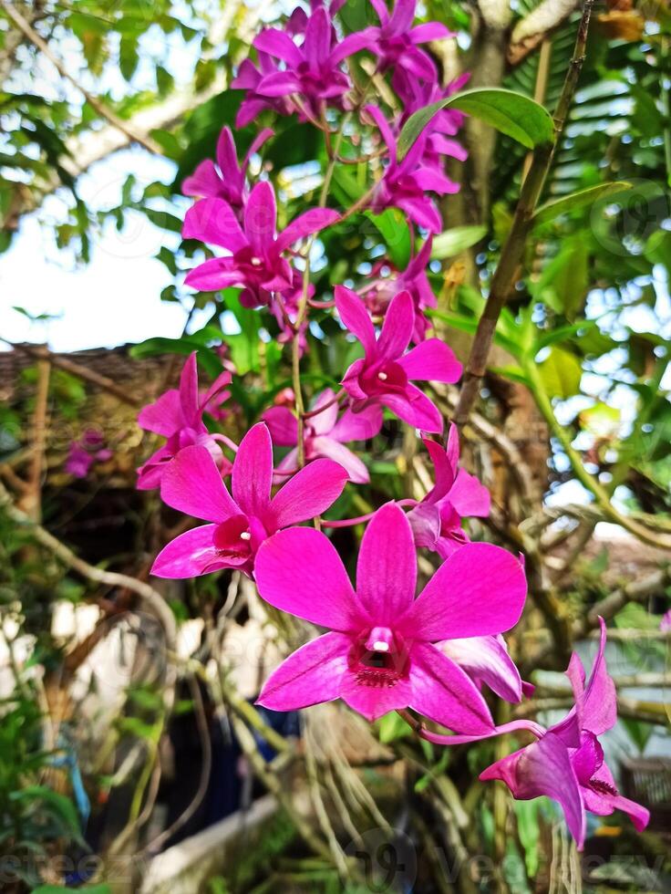 Cooctown Orchid flower blossoms at my garden photo