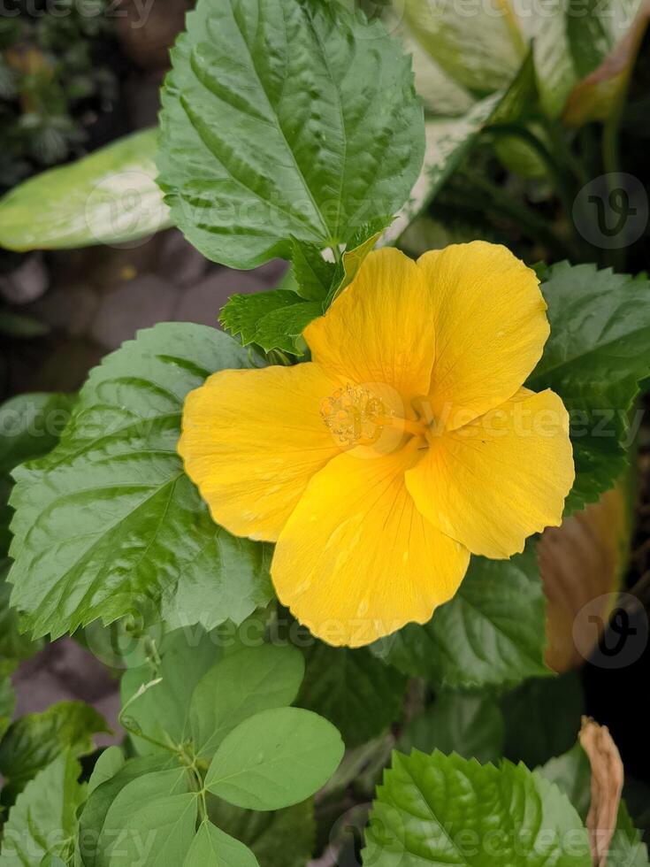 amarillo flor de zapato o hibisco rosa-sinensis es un arbusto desde el malváceas familia ese se origina desde este Asia y es extensamente plantado como un ornamental planta en tropical y subtropical áreas foto