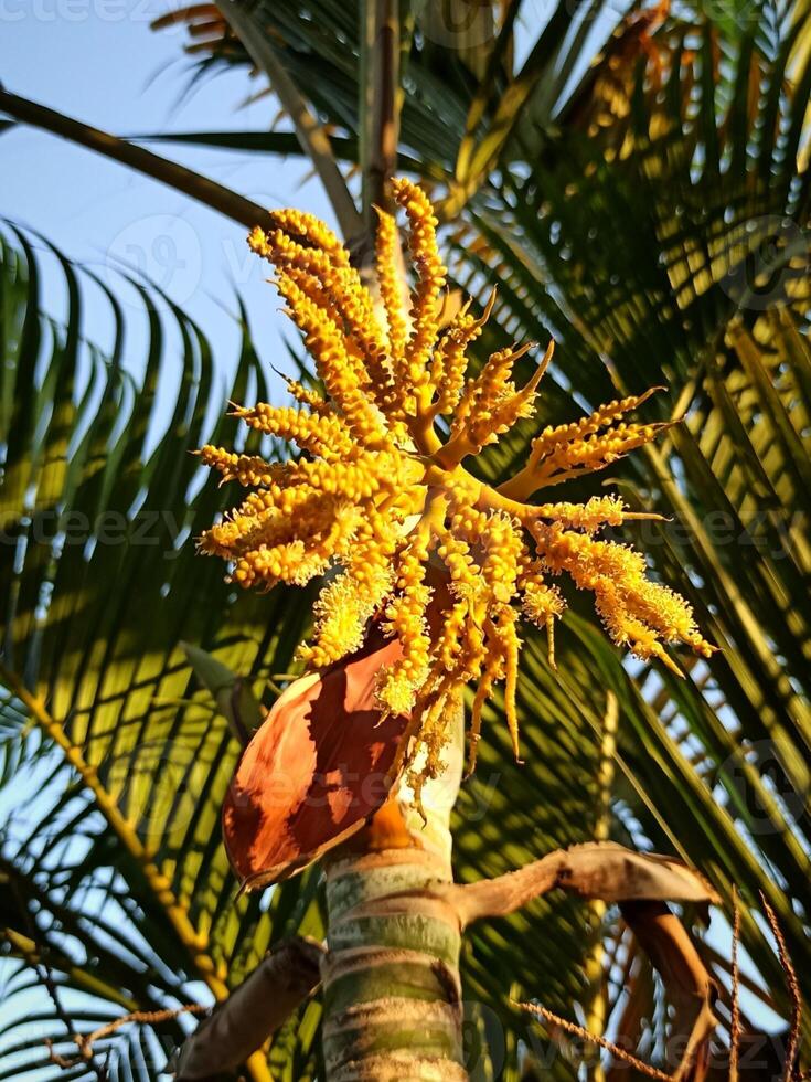 Beautiful yellow coconut tree or Cocos nucifera- Eburnea flowers photo