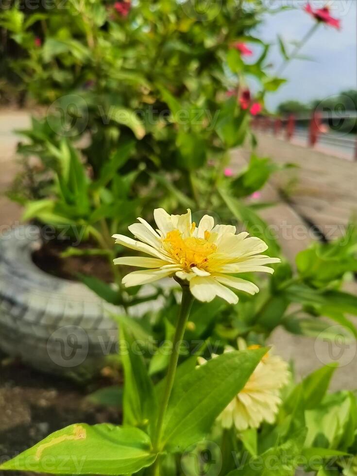 Light yellow zinnia flowers are blooming photo