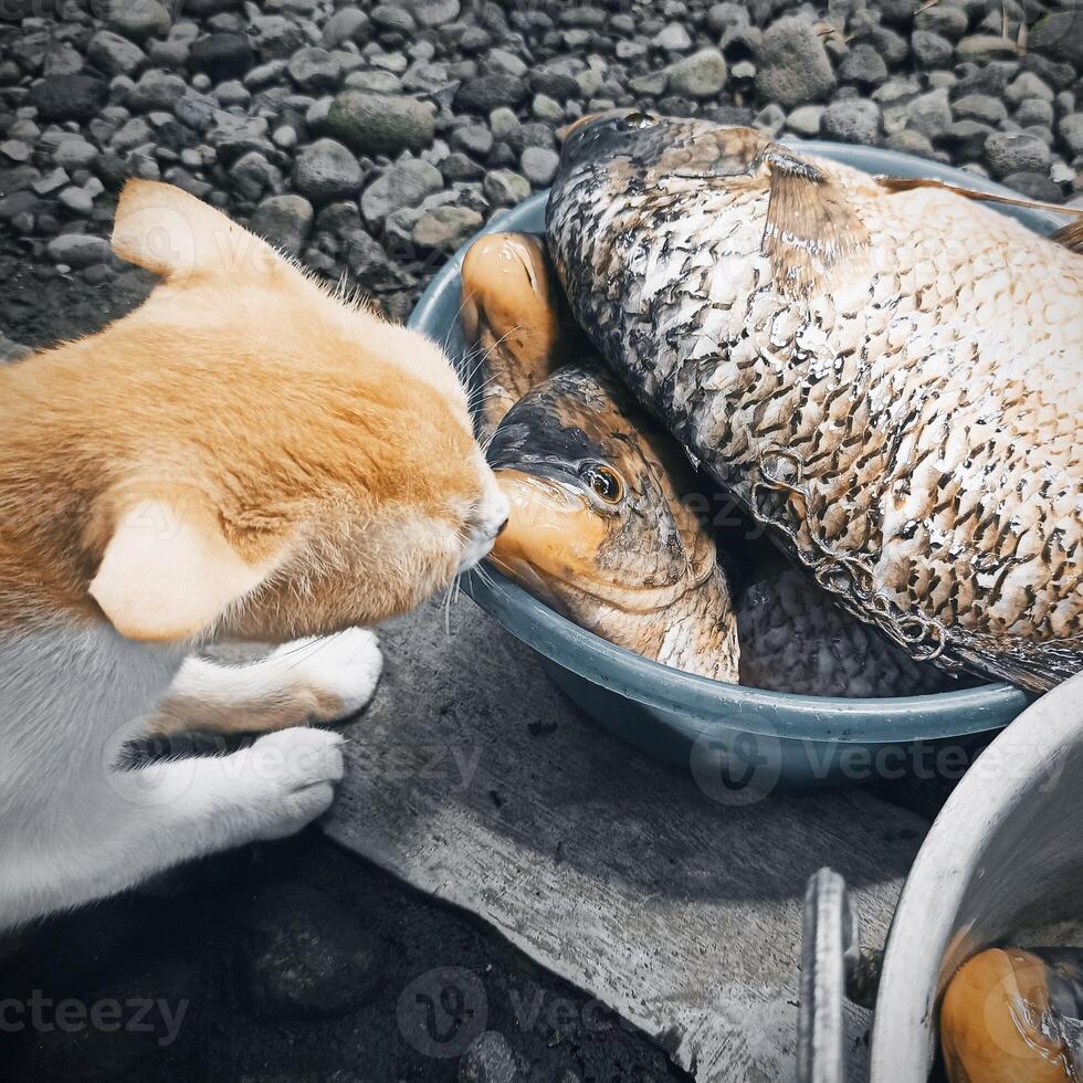 A cat tries to steal a big fish photo