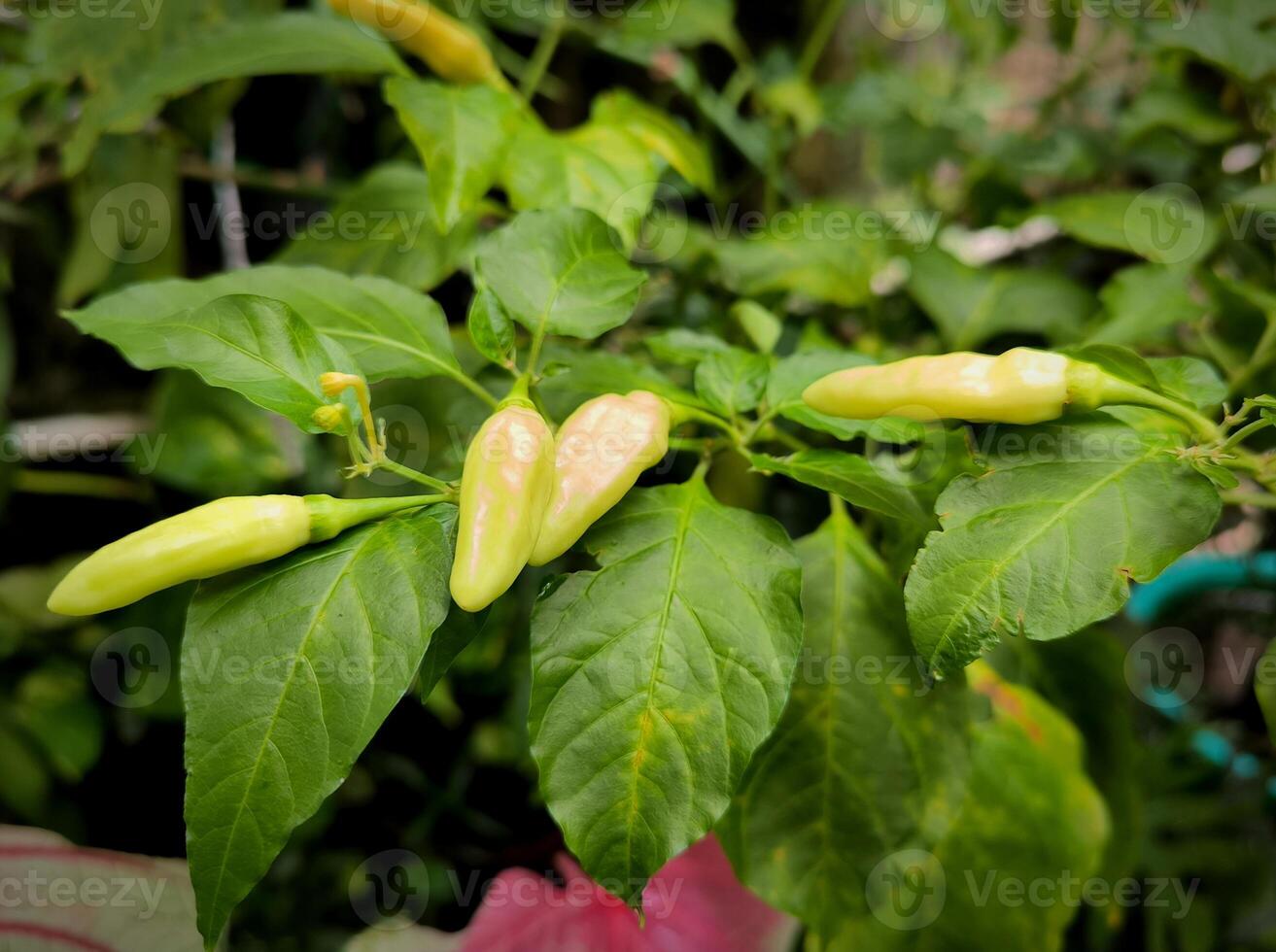 Cabe rawit or green chili or Capsicum frutescens planted in the yard have grown and are ready to be picked with soils background photo