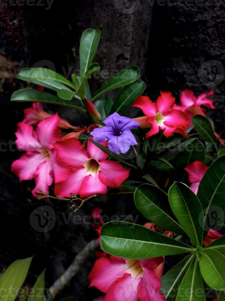 Minnieroot or Ruellia tuberosa flowers among Adenium flowers photo