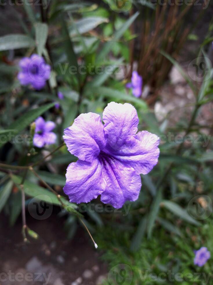 Ruellia tuberosa flowers also known as minnieroot, fever root, snapdragon root and sheep potato. photo