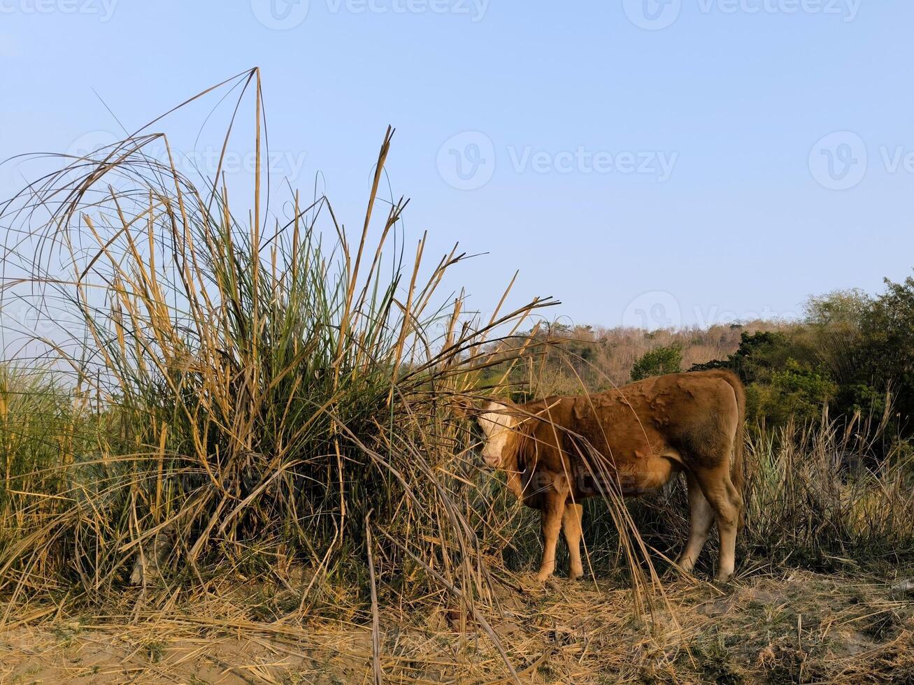 A cow is grazing in the field in the afternoon photo