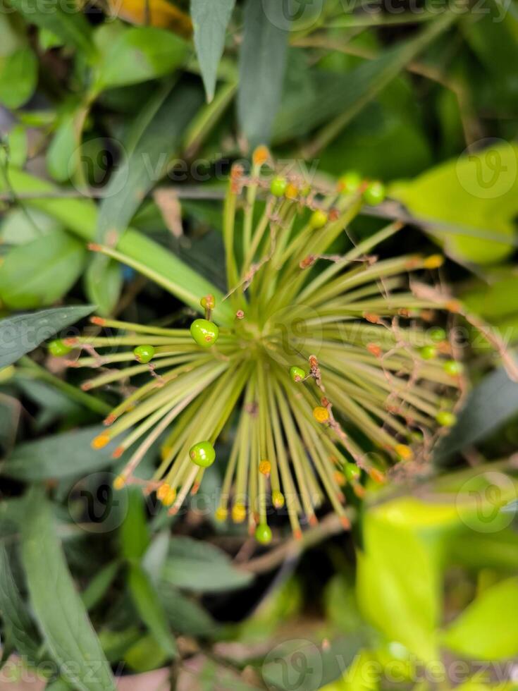 fuegos artificiales flores o rambután flores o escadoxus multifloro, antes de ellos floración foto