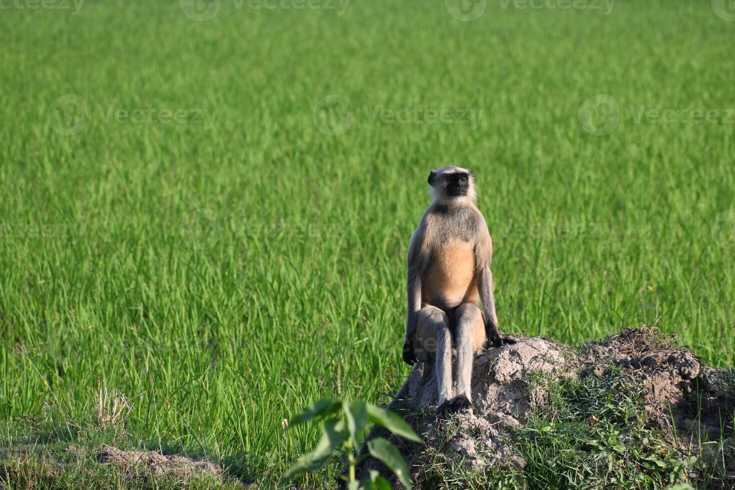 A langur monkey is seen sitting like sitting on a chair on a bund of an agricultural field in the morning hours photo