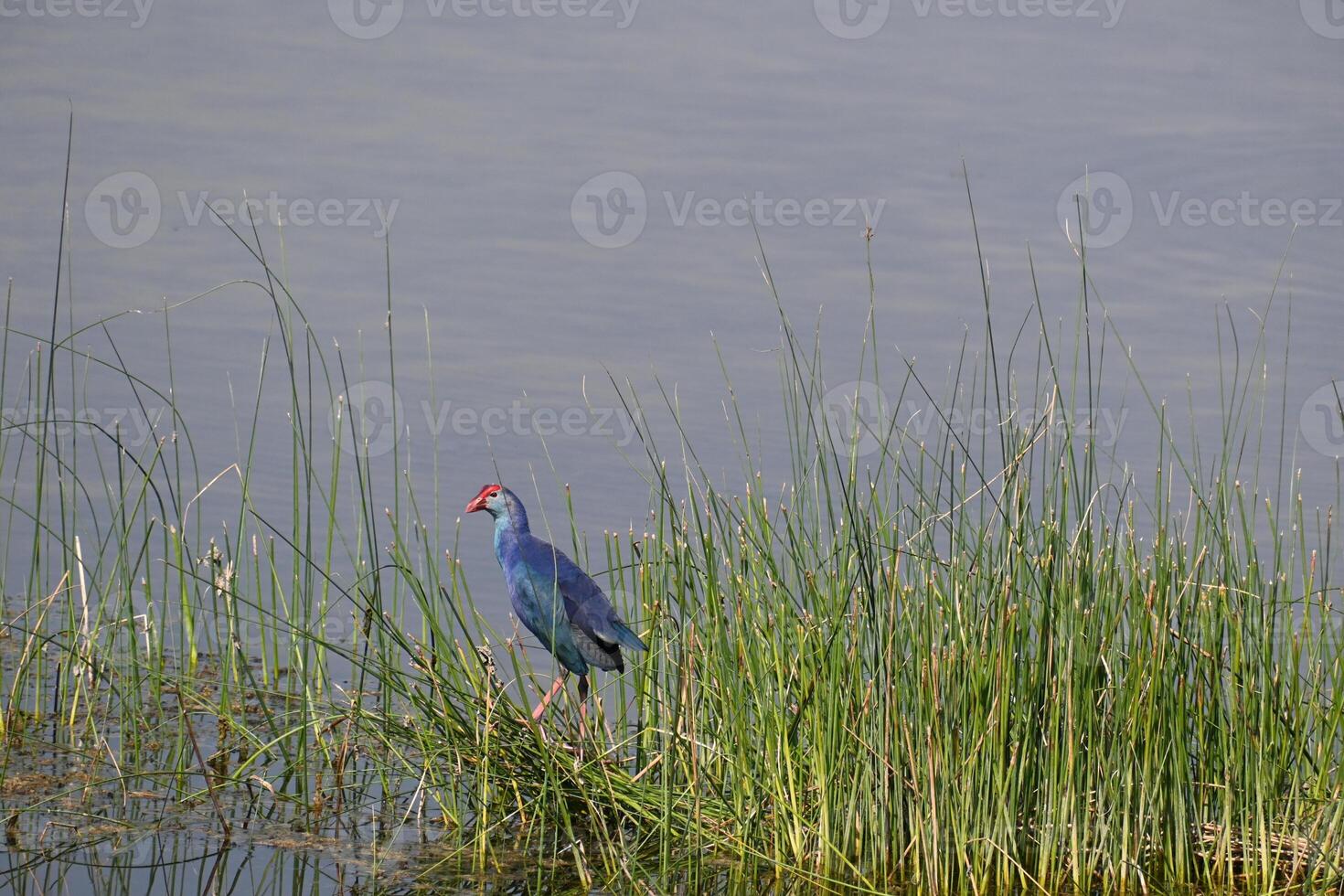 A grey headed swamp hen is seen in the grass island in the middle of a lake photo
