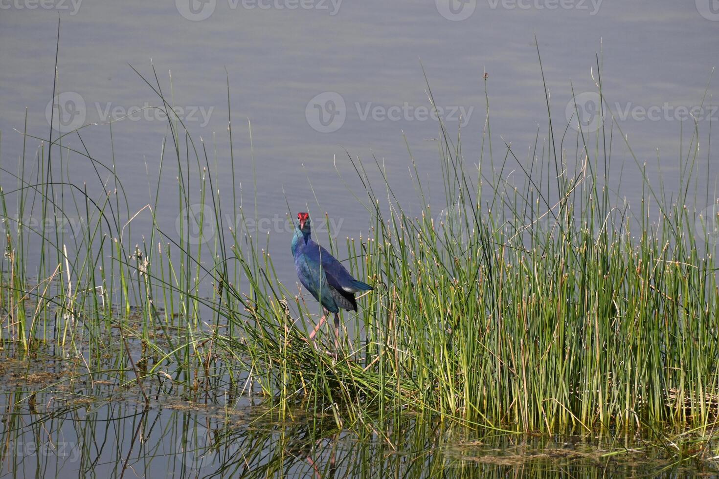 A gray headed swamp hen is seen in between the green grass in a wet land lake photo