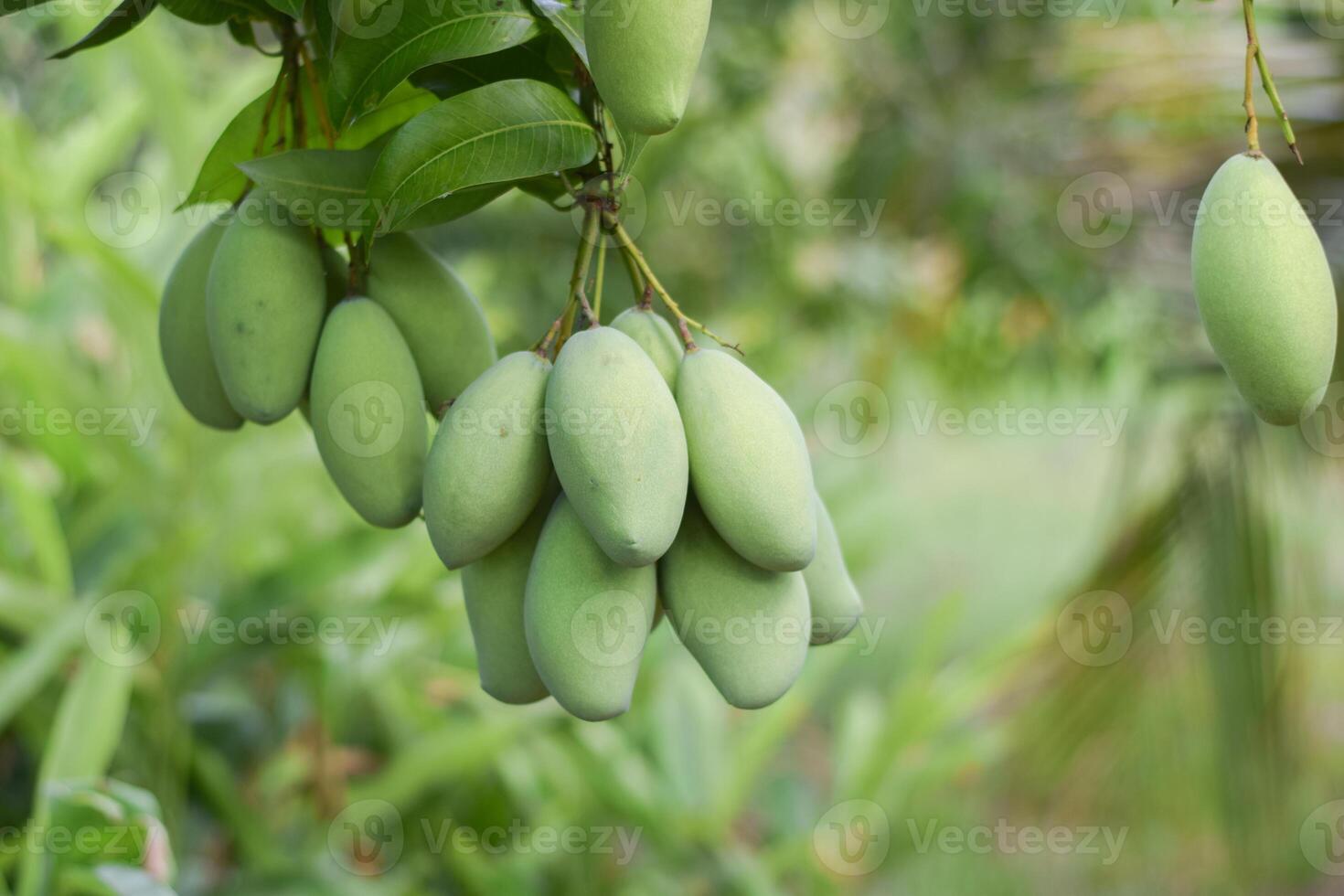 mango Fruta en árbol en huerta foto