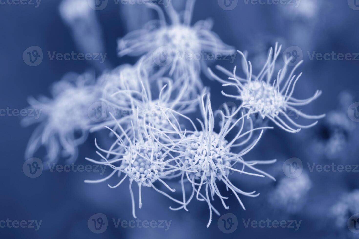 Macro Shoot from flower as background photo