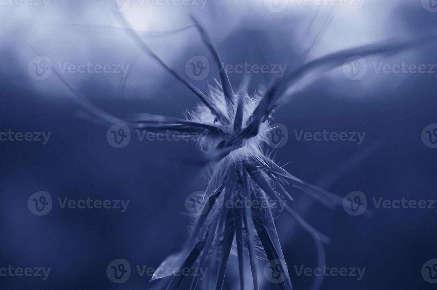 Macro Shoot from flower as background photo