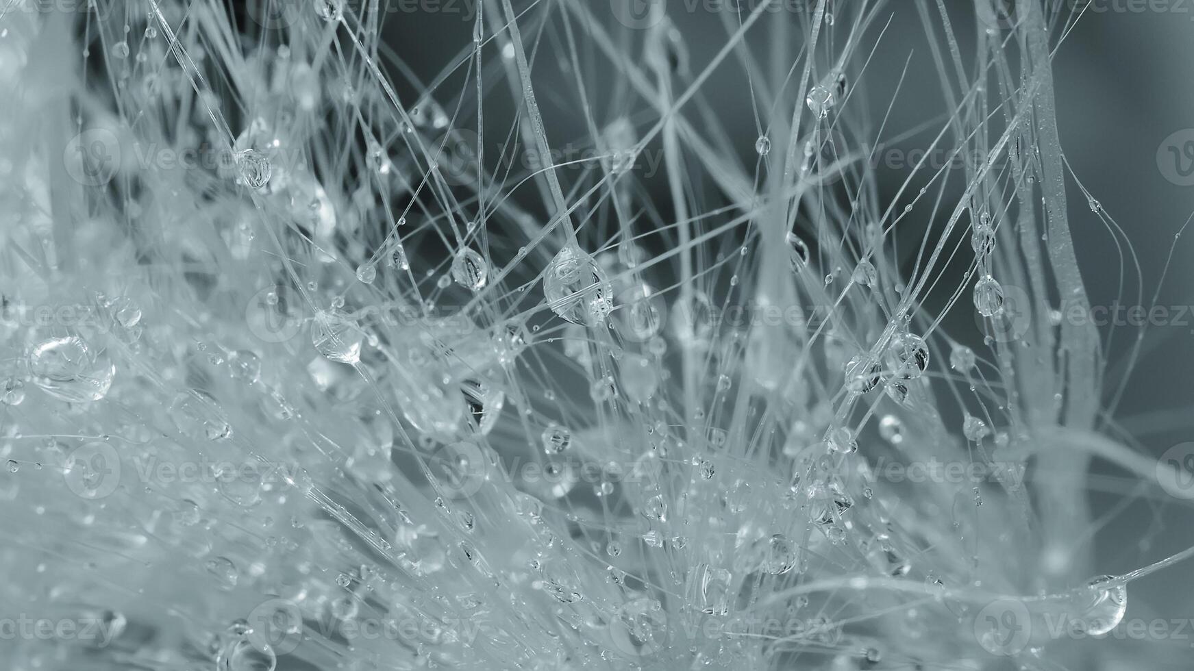 Macro Shoot from flower as background photo