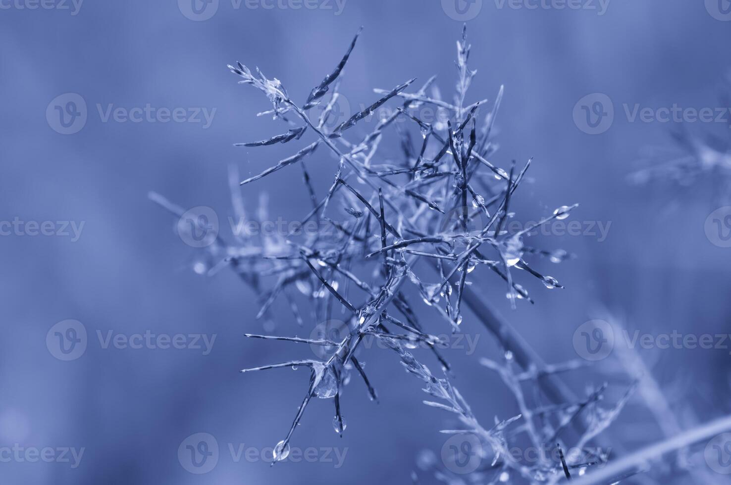 Macro Shoot from flower as background photo