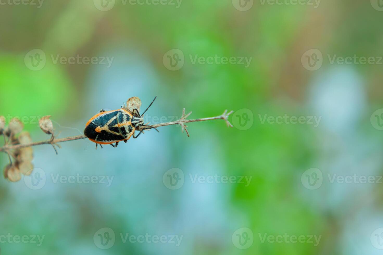 A Jewel Bug Scutelleridae is crawling on the branch of the bush photo