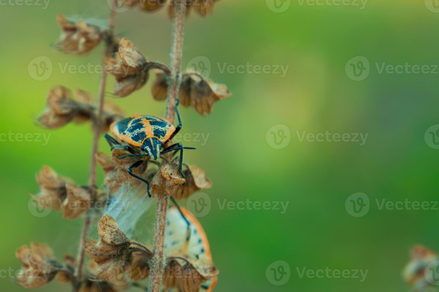 un joya error scutelleridae es gateando en el rama de el arbusto foto