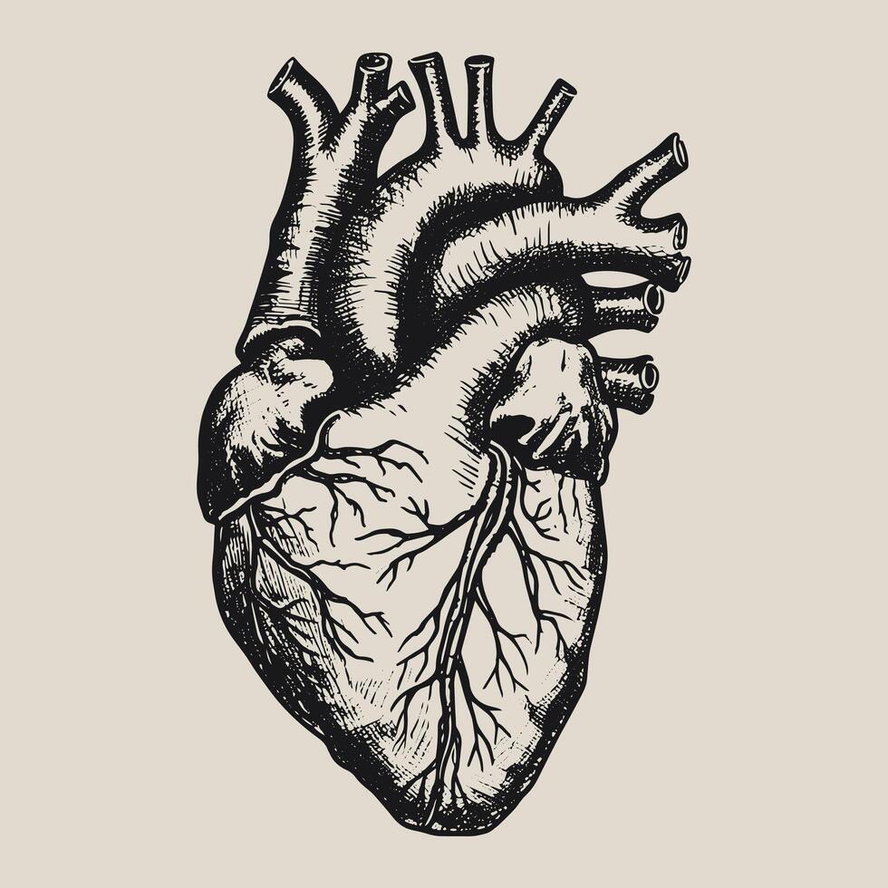 AI generated hand drawn anatomical heart vector